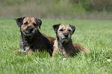 BORDER TERRIER 043